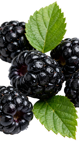 新鲜黑莓带绿叶特写图片