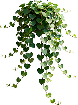 心形叶片垂吊绿植图片