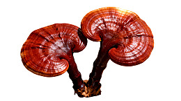 两株红褐色灵芝并排生长