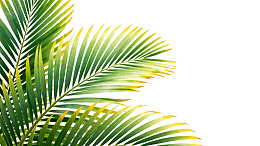 热带棕榈叶特写图片