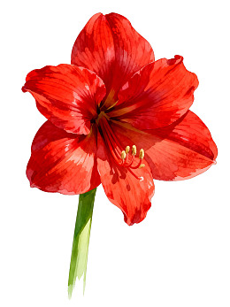 一朵盛开的红色朱顶红花