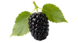 新鲜黑莓果实带绿叶图片