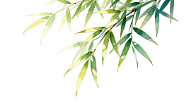竹叶轻垂白色背景图片