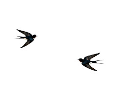 两只燕子空中飞翔图片