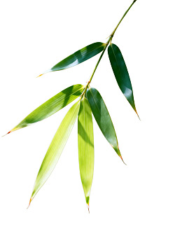 竹叶在白色背景下的特写
