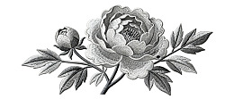 黑白手绘牡丹花图案图片