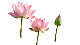 三朵莲花与花蕾静置于白底