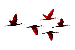 五只朱鹭飞翔于白色背景之上