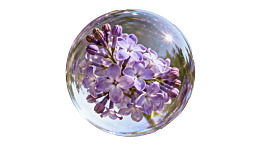 水晶球中的紫色丁香花