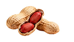 花生荚与红色花生仁图片