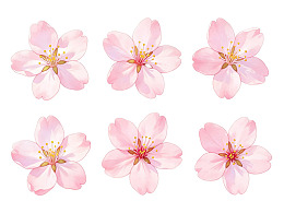 六朵粉色樱花花瓣特写