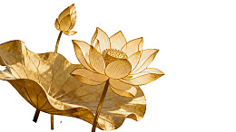 金色莲花与荷叶静谧之美