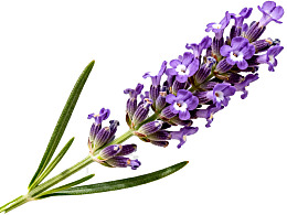 紫色薰衣草花枝特写图片
