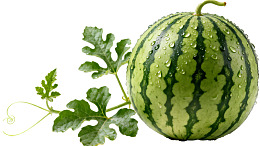 带叶西瓜滴水清新图片