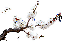 人物攀爬盛开的花枝图片