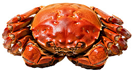 一只色泽鲜红的螃蟹特写