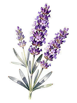 紫色薰衣草花束插画图片