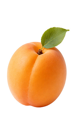单个带绿叶的橙色杏子