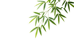 竹叶枝条白色背景特写