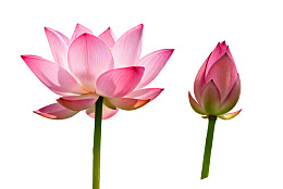 盛开的莲花与花蕾图片