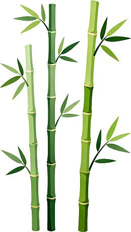 三株翠绿竹子的简洁插画
