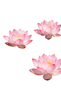 三朵粉色莲花漂浮于白色背景