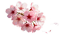 粉色樱花枝头绽放图片