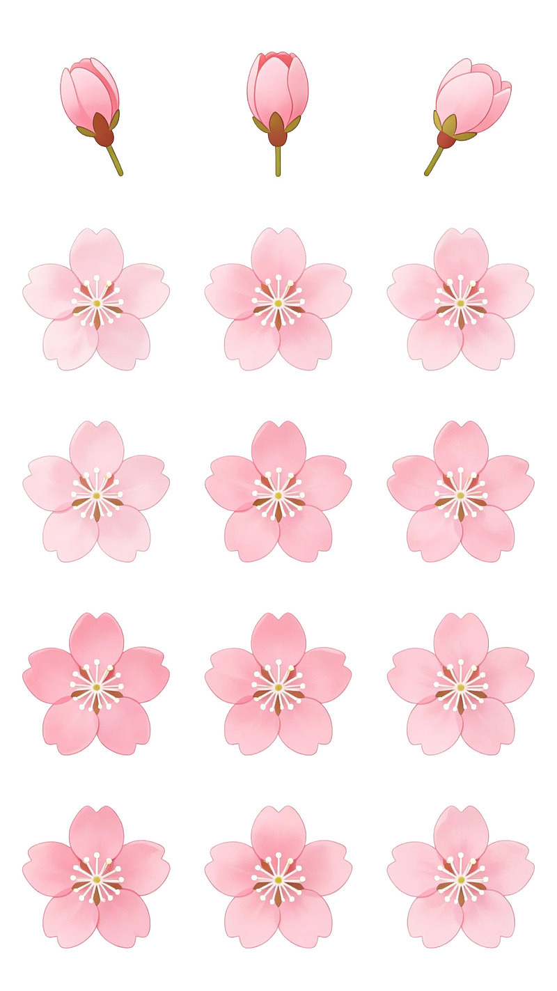 粉色樱花绽放过程图图片