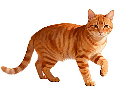 橙色条纹猫行走姿态图片