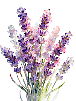 水彩风格薰衣草花束图片