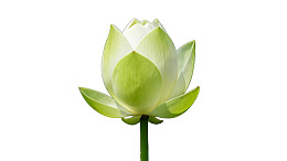 白色背景下的绿色莲花花蕾