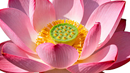 盛开的粉色莲花特写图片