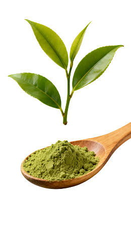 茶叶与抹茶粉对比展示