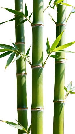 三株翠绿竹子特写图片