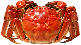 一只鲜红的螃蟹特写图片