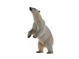 北极熊站立仰望图片