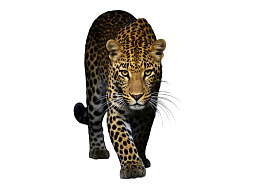 豹子向前走动目光锐利