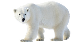 白色背景下的北极熊行走姿态