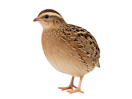 白色背景中的斑点鹌鹑