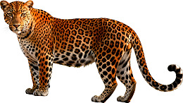 一只站立的豹子特写图片