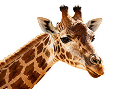 长颈鹿头部特写图片