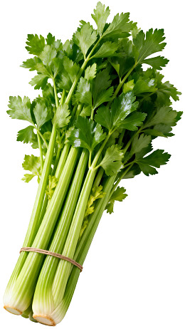新鲜芹菜束图片