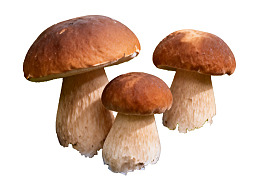 三朵棕色牛肝菌蘑菇图片