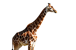 长颈鹿侧面站立姿态图片