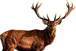 雄壮鹿角的棕色麋鹿图片