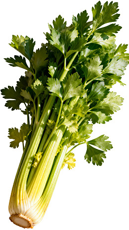 新鲜绿色芹菜特写图片