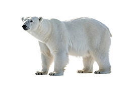 白色背景下的北极熊侧面图
