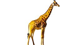 长颈鹿侧面站立于白色背景