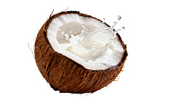 椰子半开溅出椰奶图片