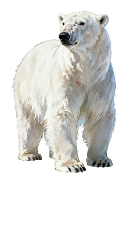 一只站立的北极熊图片